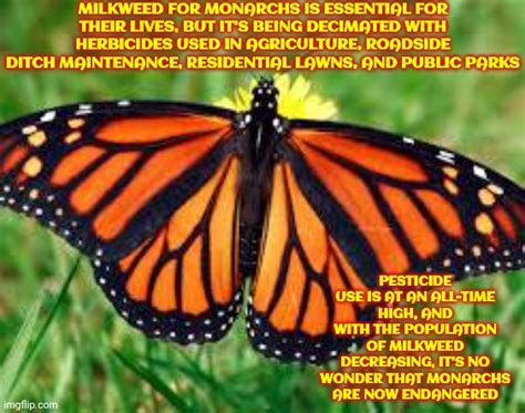 Monarch Butterflies Are On The Endangered Species List - Imgflip