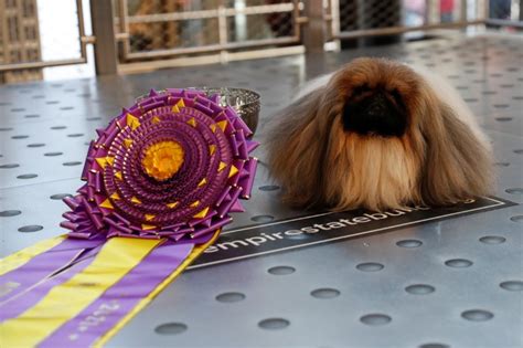 Wasabi the Pekingese won Westminster Dog Show with pride and lots of ...