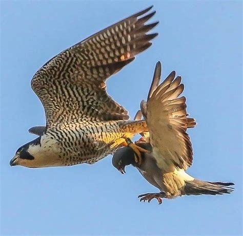 How Do Peregrine Falcons Catch Their Prey?