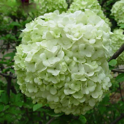 Elegant Light Green Hydrangea Seeds balcony Bonsai Fort Viburnum ...