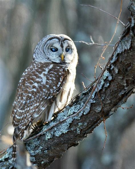 Blue eyes barred owl Photograph by Jo-Ann Matthews