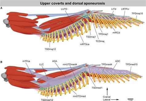 Bird Wing Anatomy Feathers