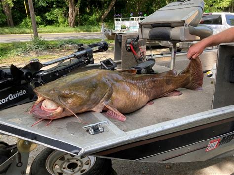 Record-breaking river monster has been caught: Flathead catfish exceeds ...