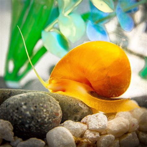 Freshwater Aquarium Snails - PetHelpful