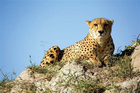 Cheetah | Description, Speed, Habitat, Diet, Cubs, & Facts | Britannica