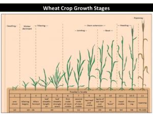 Wheat Crop Growth Stages