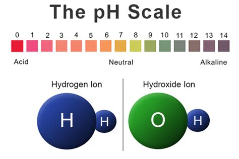 Back to Basics: Acids, Bases & the pH Scale - Precision Laboratories ...