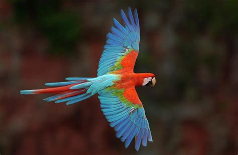 Red And Green Macaw Flying Photograph by Pete Oxford - Fine Art America