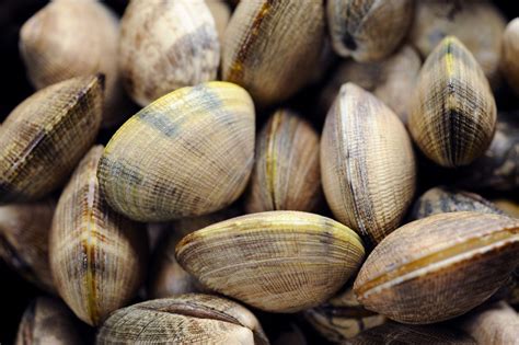 Clam Varieties Guide: Every Type of Clam You Can Buy | Food & Wine