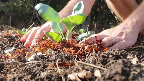 What is Seaweed Fertilizer and How to Make It? - Haute Life Hub