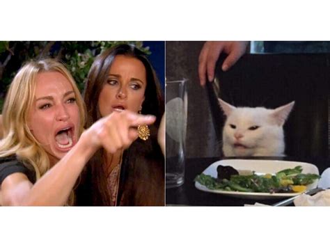 How a cat named Smudge's distaste for salad created one of 2019's most ...