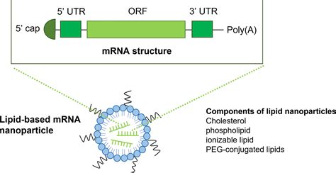 Frontiers | Potentialities and Challenges of mRNA Vaccine in Cancer ...