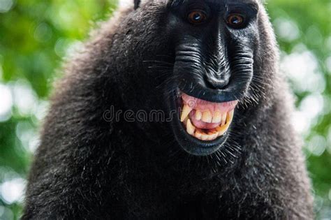 Celebes Macaque Teeth Stock Photos - Free & Royalty-Free Stock Photos ...