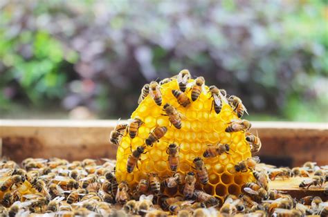 Free Beehive Plans for Your Own Backyard