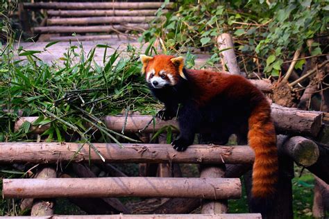 O Livro da Natureza: Panda Vermelho