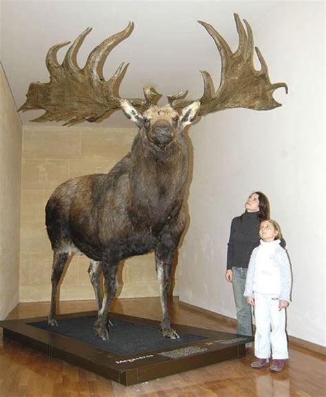 The Irish Elk is the largest species of deer to ever exist, standing at ...