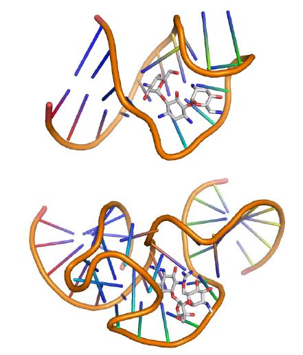 Top: Solution structure of RNA aptamer complexed with neomycine B (PDB ...