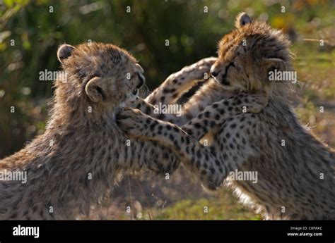 Cheetah cubs playing Stock Photo - Alamy