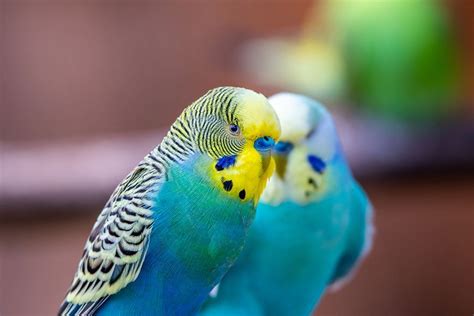 Exotic Animal Spotlight - Budgerigars as Pets - Budgie Care Guide