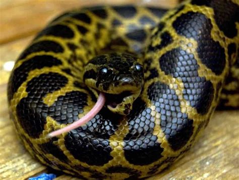 Is an Anaconda Poisonous? - Embora Pets