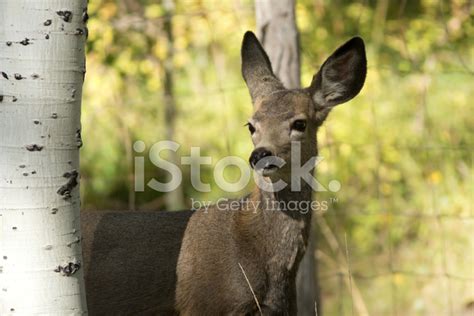 Mule Deer Fawn Stock Photo | Royalty-Free | FreeImages