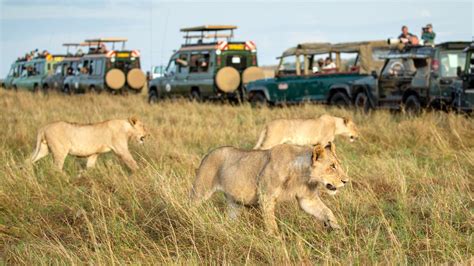 Maasai Mara safari overcrowding stresses Kenyan wildlife - BBC News