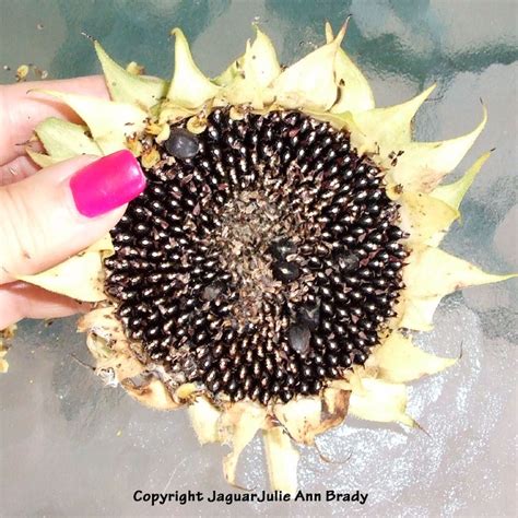 Julie Ann Brady : Blog On: Harvesting Sunflower Seeds from the Heads