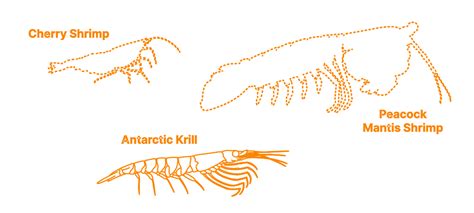 Krill