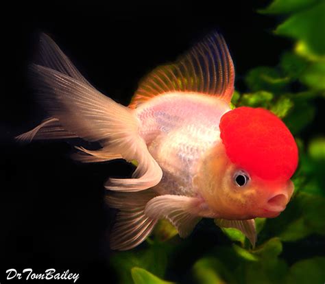 Oranda Goldfish