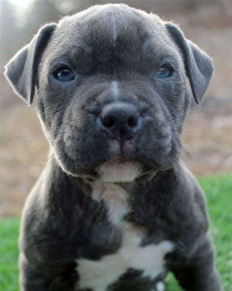 Blue Nose Pit Bull Puppies : Blue Nose Pitbull Puppy for Sale in Omaha ...