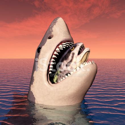 Great White Shark Eating Stock Photo | Royalty-Free | FreeImages