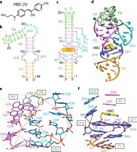 Secondary and tertiary structure of Pepper aptamer in complex with ...