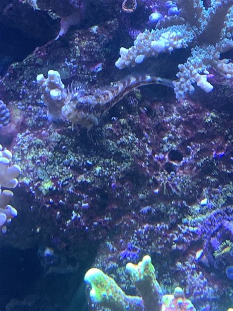 What is everyone's favorite blenny? | Page 3 | Reef2Reef