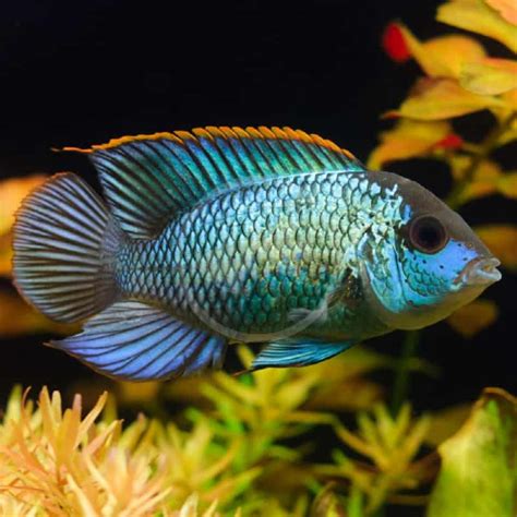 CICHLID - ACARA ELECTRIC BLUE Andinoacara pulcher - Aquatics Unlimited