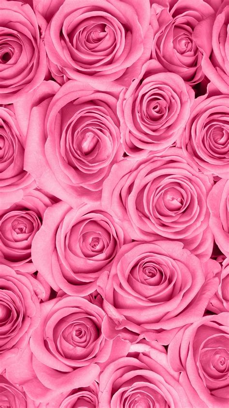 Pink Rose Wallpapers (69+ pictures)