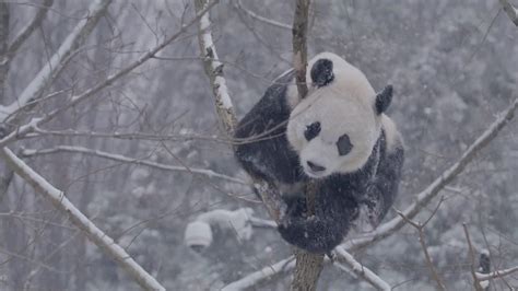 DC pandas play in snow: FOX 5 Flashback | FOX 5 DC