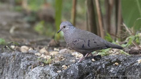 Common Ground Dove - John Caddick | John Caddick