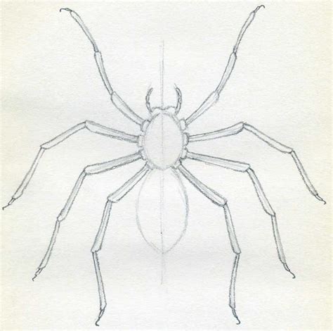 How To Draw A Tarantula at How To Draw