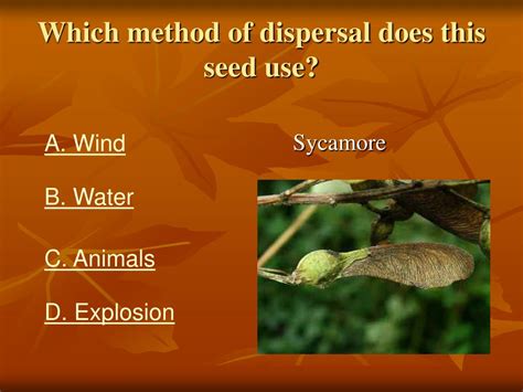 PPT - Seed Dispersal PowerPoint Presentation, free download - ID:267954