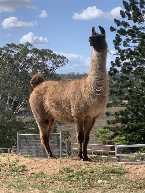 The Llama Farm, Ipswich Queensland - Sales