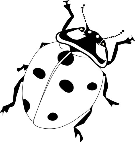 Ladybug Drawing Black And White | Clipart library - Free Clipart Images ...