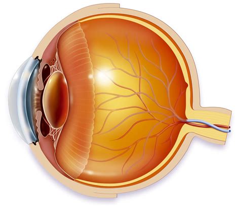 Internal Anatomy Of Eye