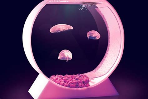 New aquarium designed to put jellyfish on your desk