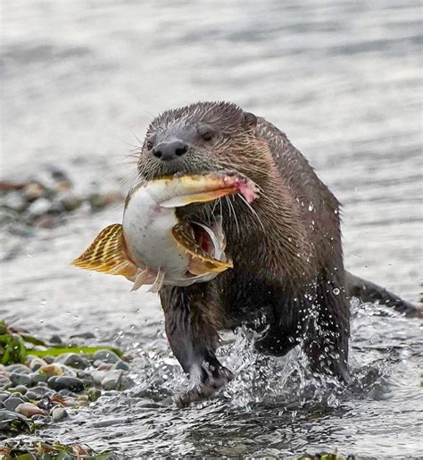 Webinar: Pacific NW River Otter: Habitat, Ecology, and Health (7/26/21 ...