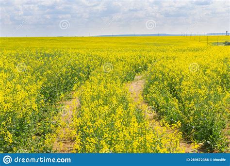 Cultivation of Breeding Varieties of Rapeseed. Yellow Rapeseed Plants ...