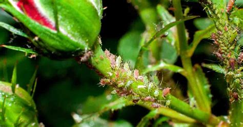 Aphids On Roses: How To Get Rid Of Aphids on Rose Bushes