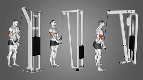 Triceps Pushdown: Benefits, Muscles Worked, and Variations - Inspire US