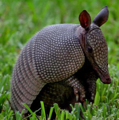 Armadillo