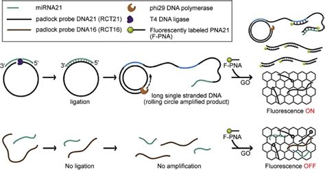 Schematic illustration of the miRNA detection process using the ...