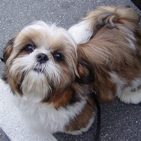 Is A Shih Tzu Dog The Right Breed For You? | The Pets Dialogue